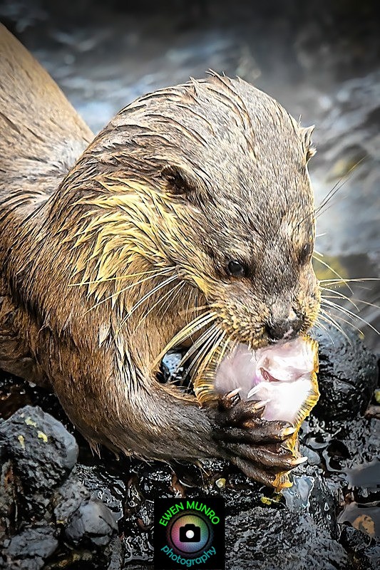 DO-22-Oban, Argyll - 'DRATSIE' (AKA Otters)