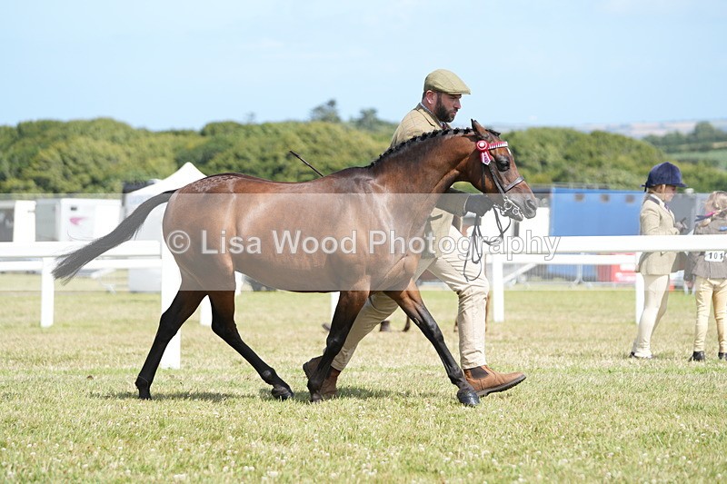 DSC07361 - Class 69: NPS Show Pony 4 years and over