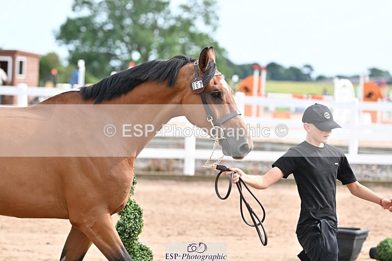 240717A-163852-03474 - Trot Up 4pm to 5pm