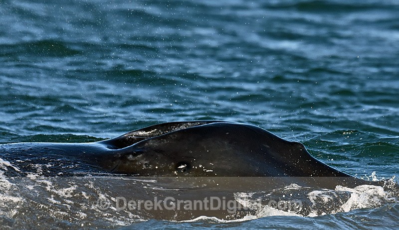 Humpback Whale Megaptera novaeangliae - Whales / Sea Mammals