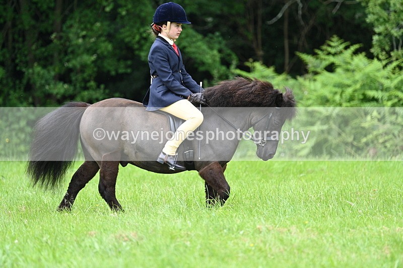 WJ7_3897 - Class 14A Handsome Gelding