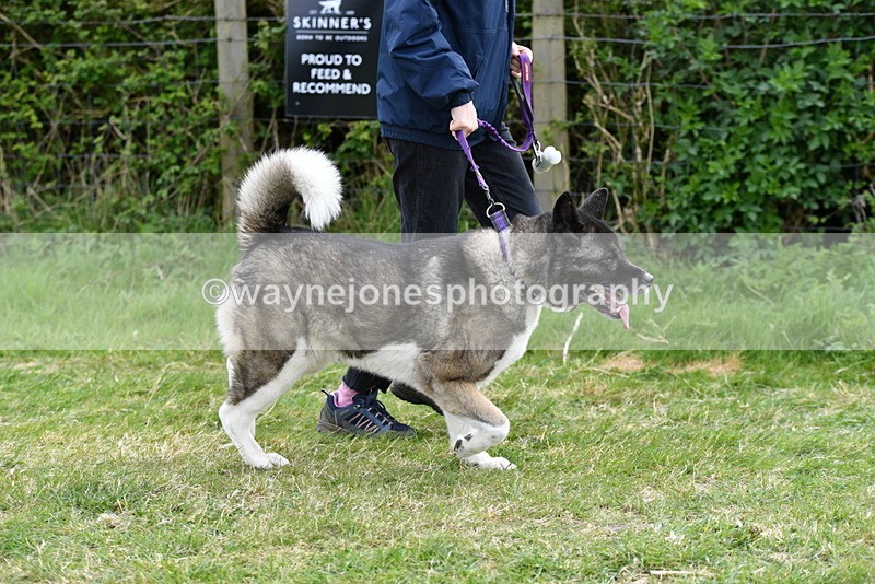 WJ5_9993 - Class 5 Best Veteran / 7 years & over