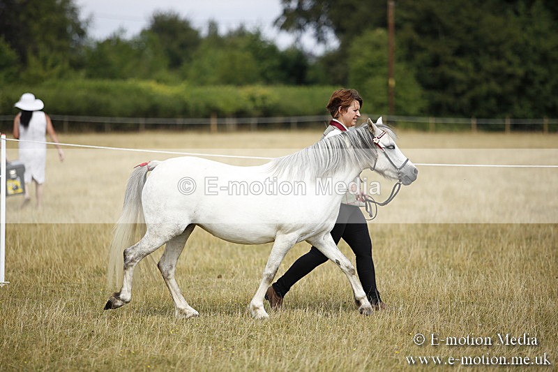 _C7A9620 - BVRC Sow 2018 Ring 2