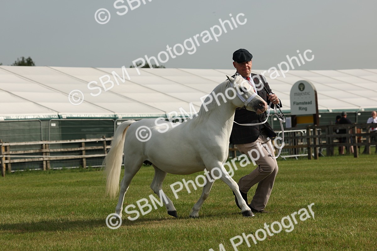 SBM_00527 - Class 6-13 - Mountatin and Moorland In Hand Welsh Breeds