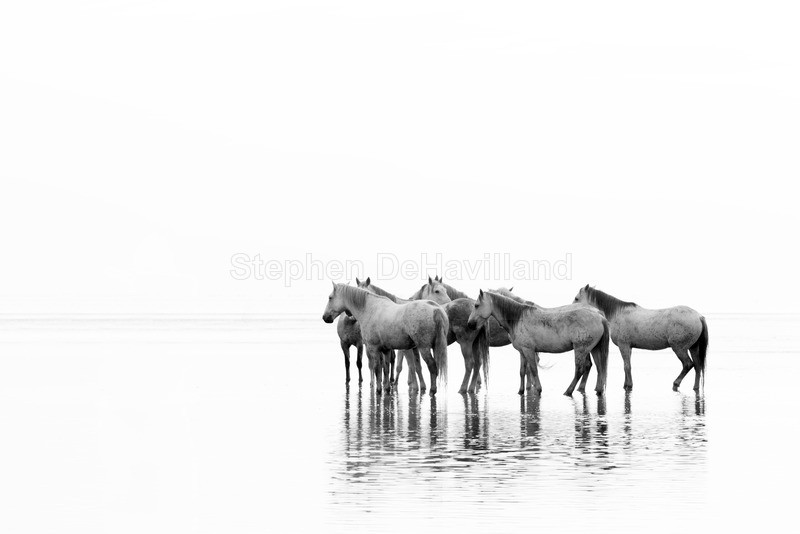  - MONOCHROME