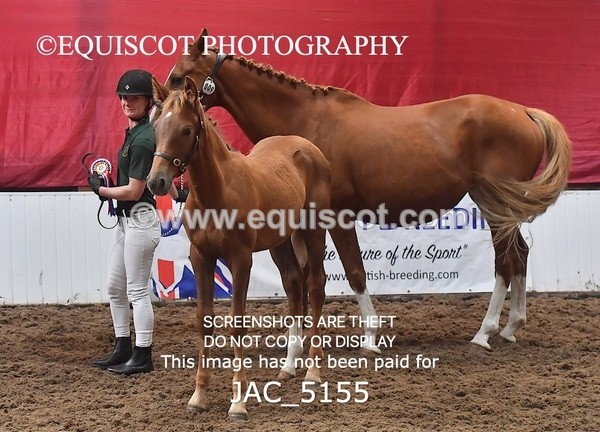 JAC_5155 - 9 Zinzipan