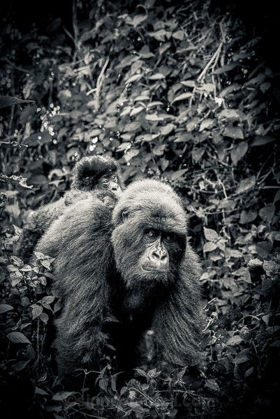 Mountain Gorilla. Democratic Republic of the Congo