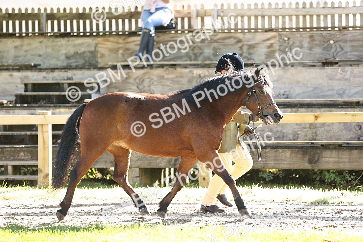 SBM_15870 - S1 - TSR in Hand Horse & Pony Showing