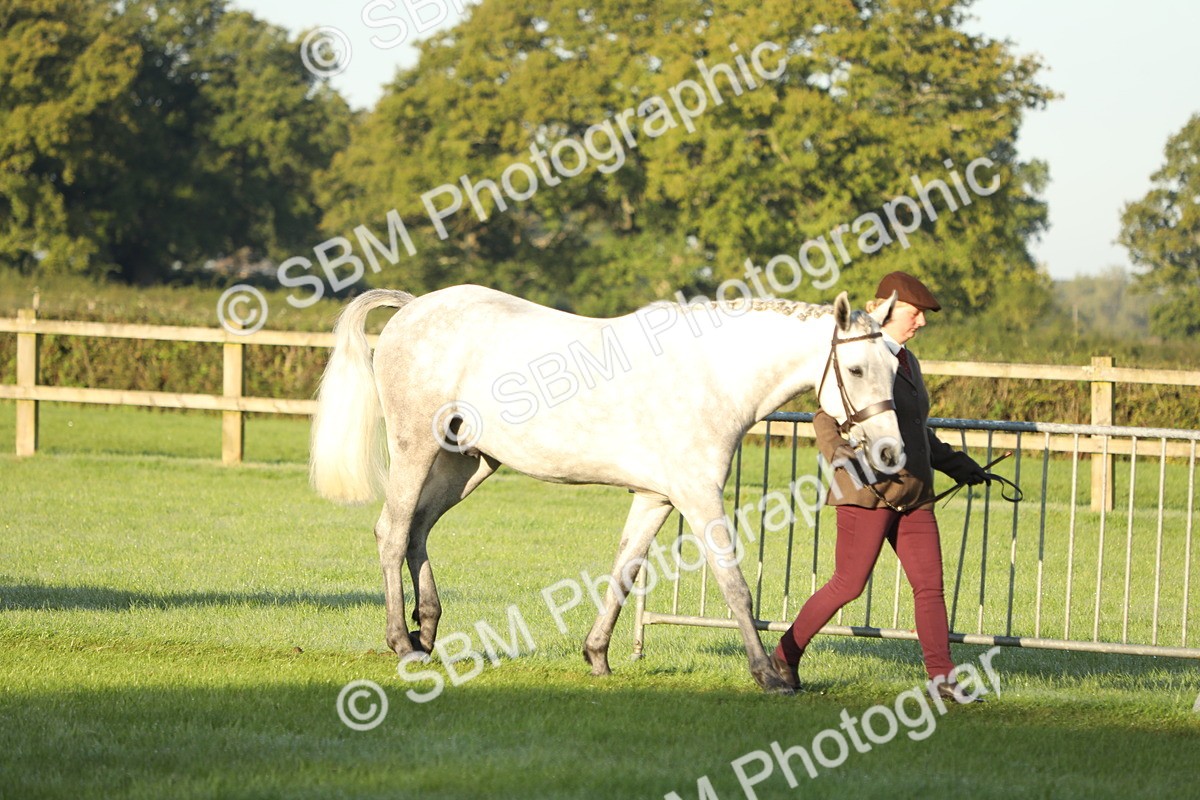 SBM_57901 - S42 - Youngstock