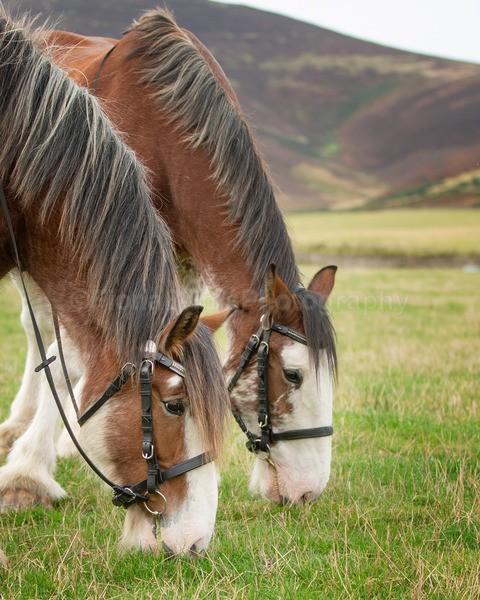 Dionne-191 - DGClydesdales