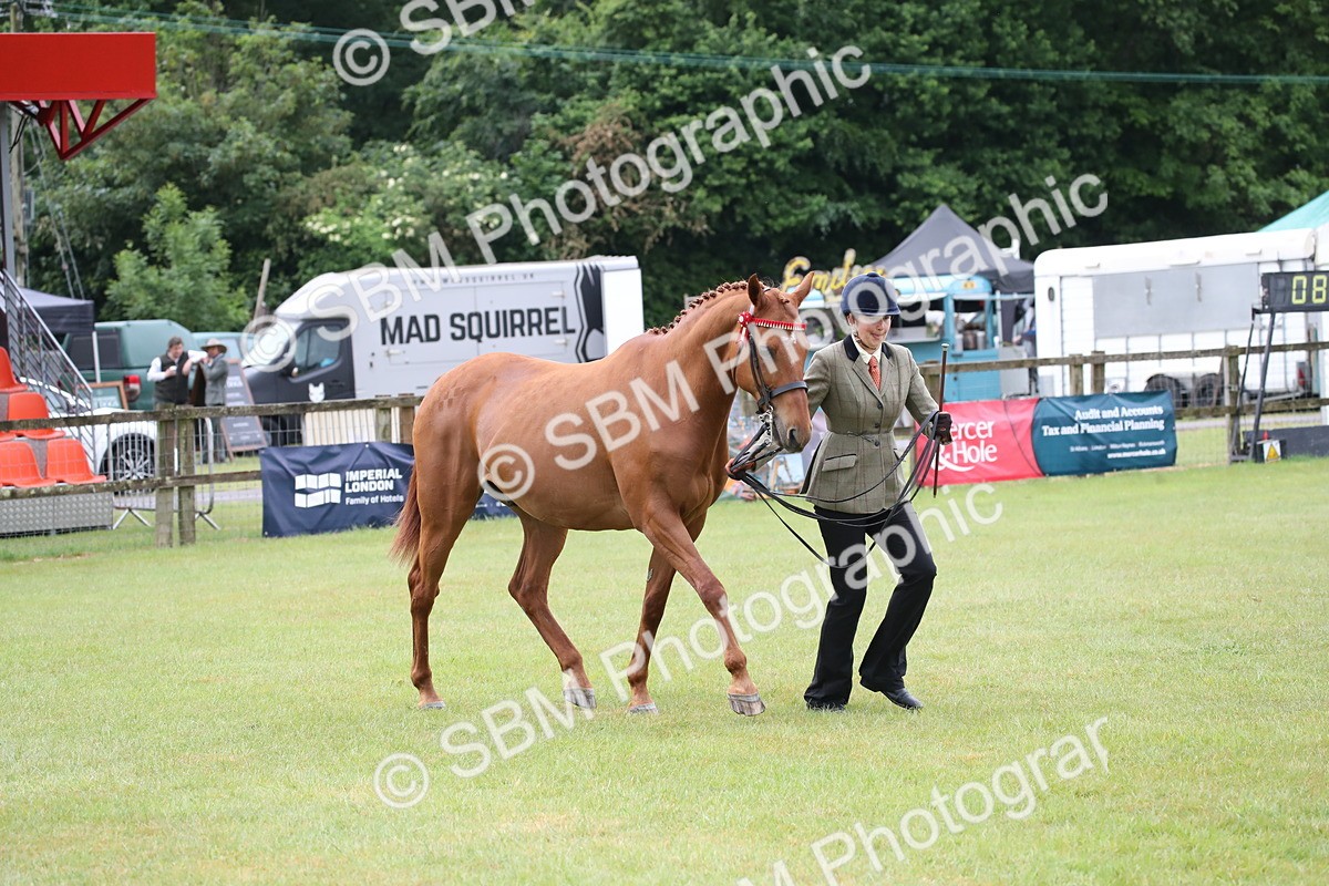 SBM_00170 - Class 17-20 - Arab & Part Bred - Anglo Arab In Hand