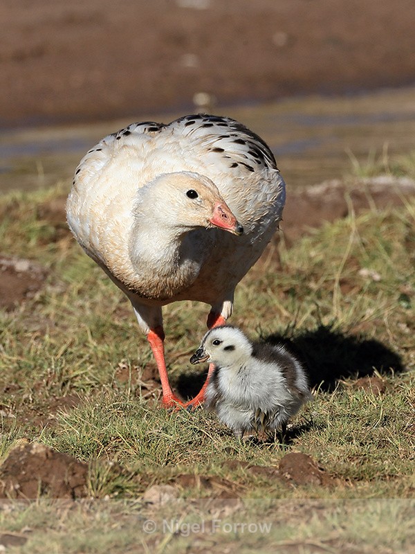 Andean Goose, adult & gosling, Machuca, Chile - Andean Goose