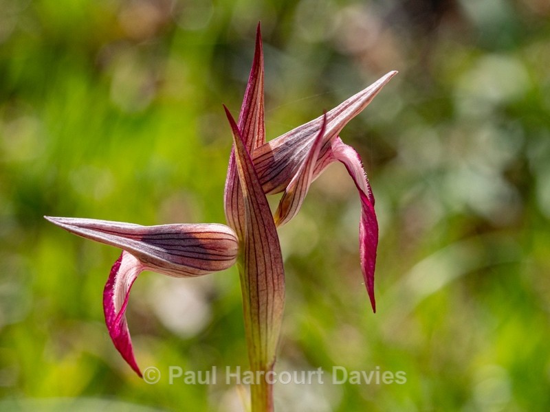 Tongue Orchid (Serapias lingua)  - Gargano - Wild Orchids