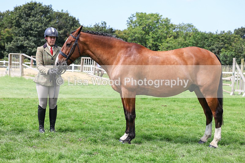 3E7A8777 - Class 5: Working Show Horse