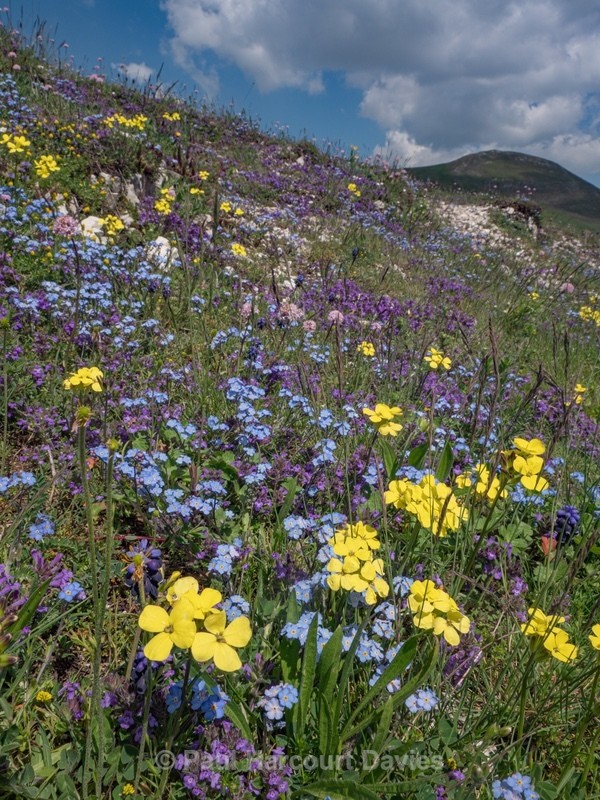Yellow Apennine wallflower (Erysimum pseudorhaeticum) Basil thyme (Acinos arvensis) purple with bright blue Apennine forget-me-not (Myosotis alpina var ambigens) - Flowers in the Landscape - 2