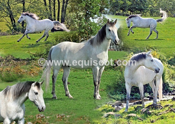 Guinness Montage - Quincy and Guinness