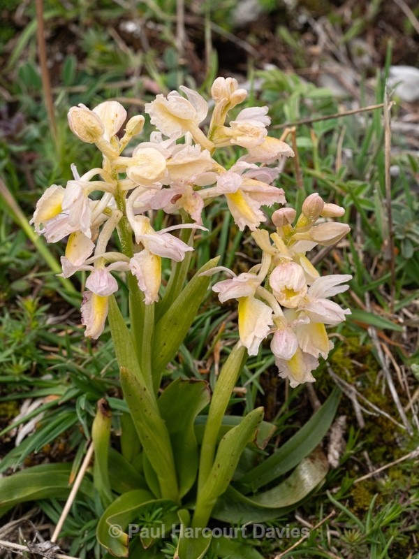 Hybrid Orchis - Orchis x colemanii ( Orchis mascula x O. pauciflora) - Wild Orchids - 1