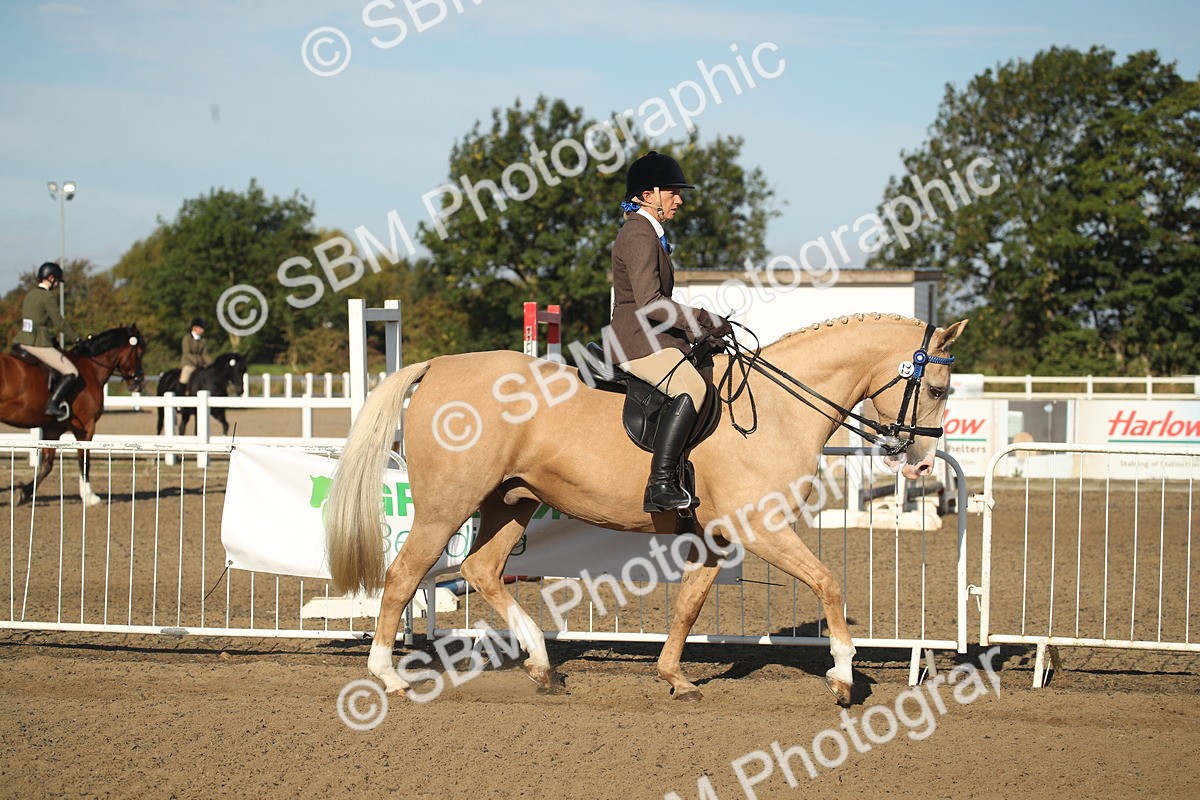 SBM_11257 - Class 501 -Riding Club Pony