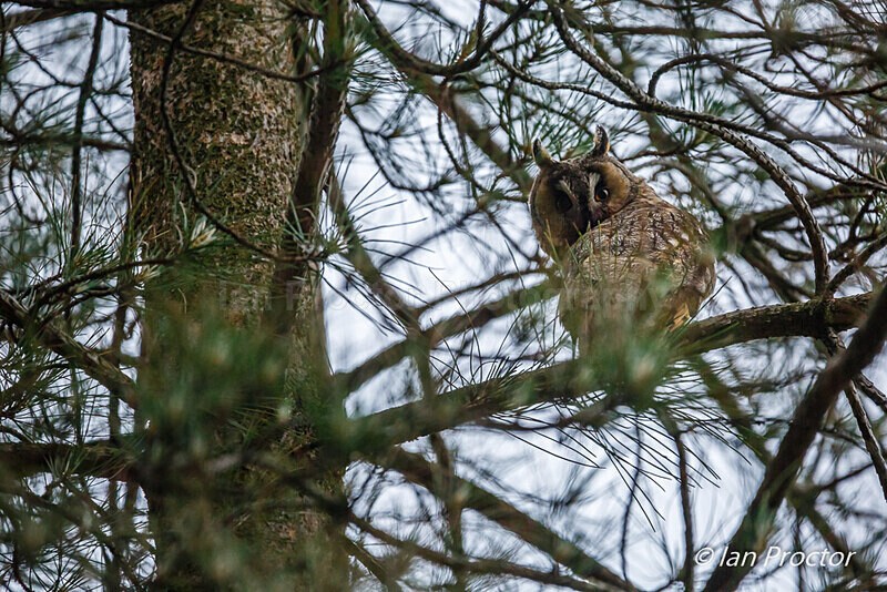 The Elusive One! - Long-eared Owl - Nature