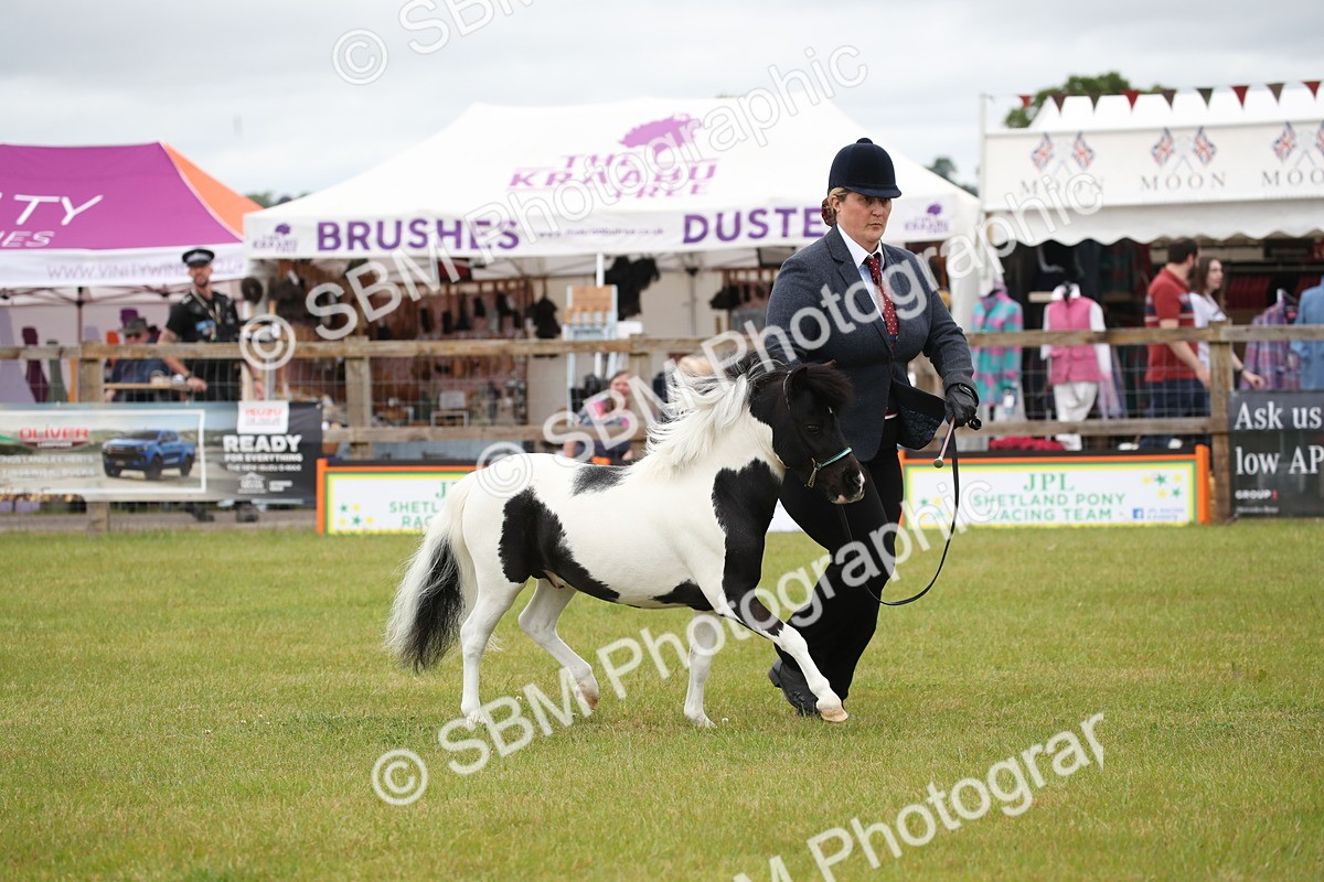 SBM_03759 - Class 23-25 - British Miniature Horse of the Year