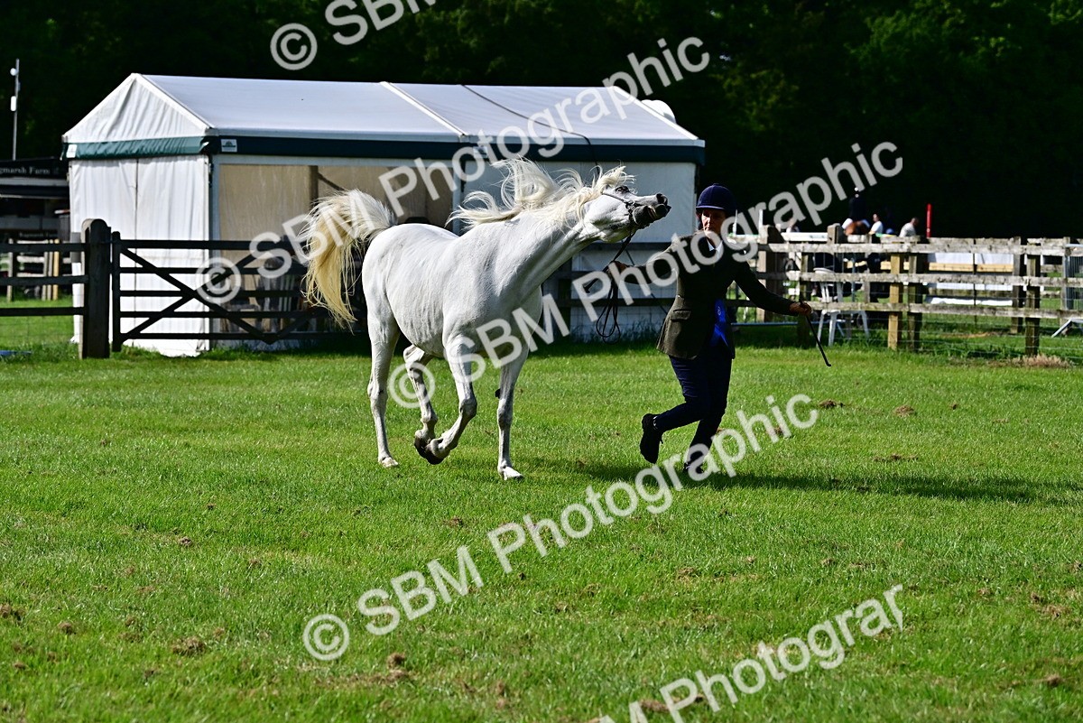 SBM_01046 - Class 46-49 - Arab and Part Bed-Anglo Arab In Hand