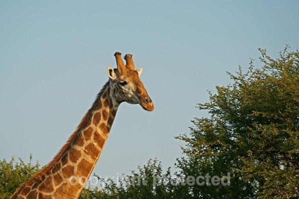 Giraffe - Timbavati, South Africa - African Wildlife