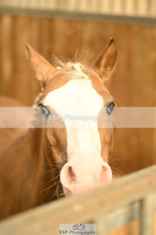 240809A-090826-00057 - Stable Shots