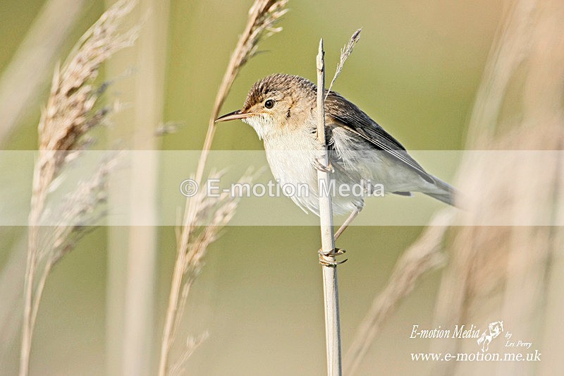 Reed Warbler 160609 - Nature