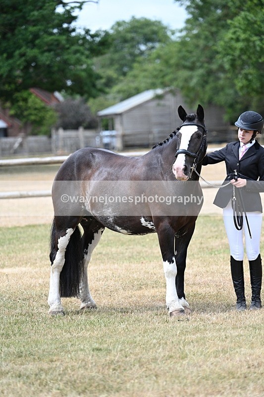 WJ7_1870 - Class 4a Prettiest Mare 14.2hh and over hand