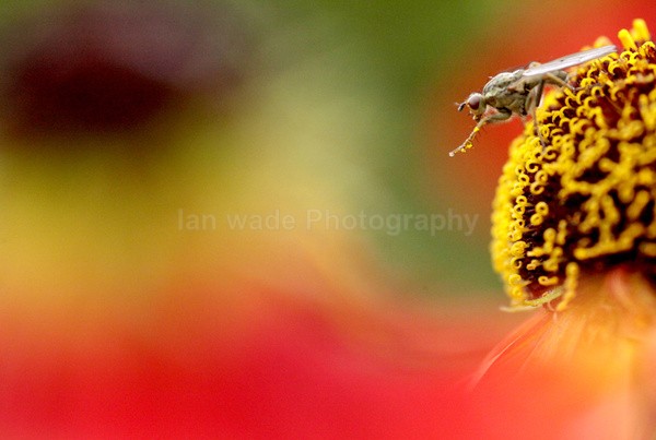  - Insects & Snails, Great Britain