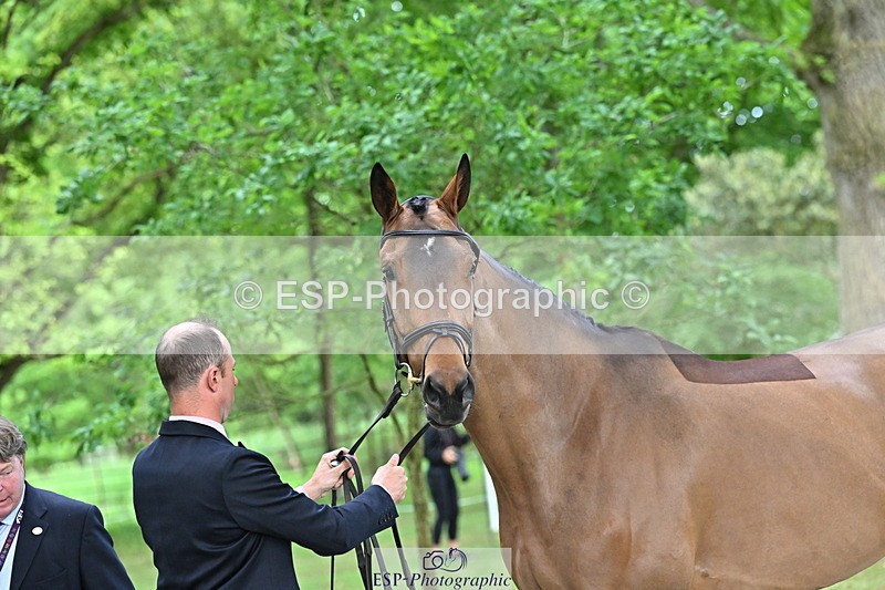 250521A-170404-01501 - C-284-Harry.Dzenis-KILBUNNY.MAXIMUS