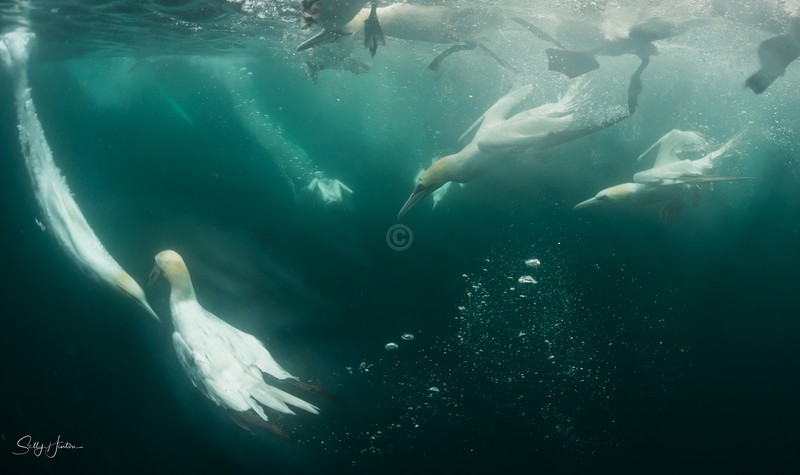 Gannets Underwater 16