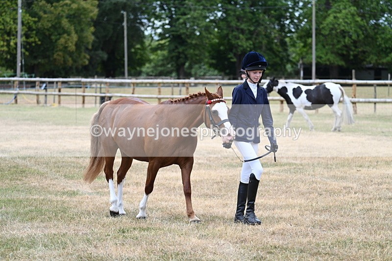 WJ7_1452 - Class 4 Prettiest Mare up to 14.2hh in hand