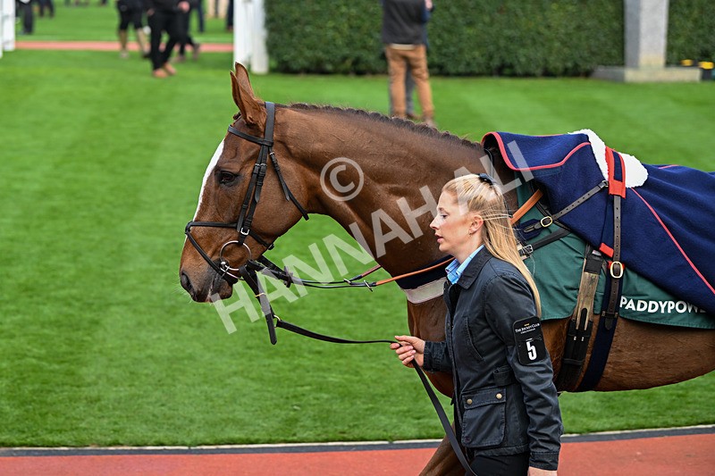 161124-Race 3-Paddock-Lookaway-9730 - Race 3