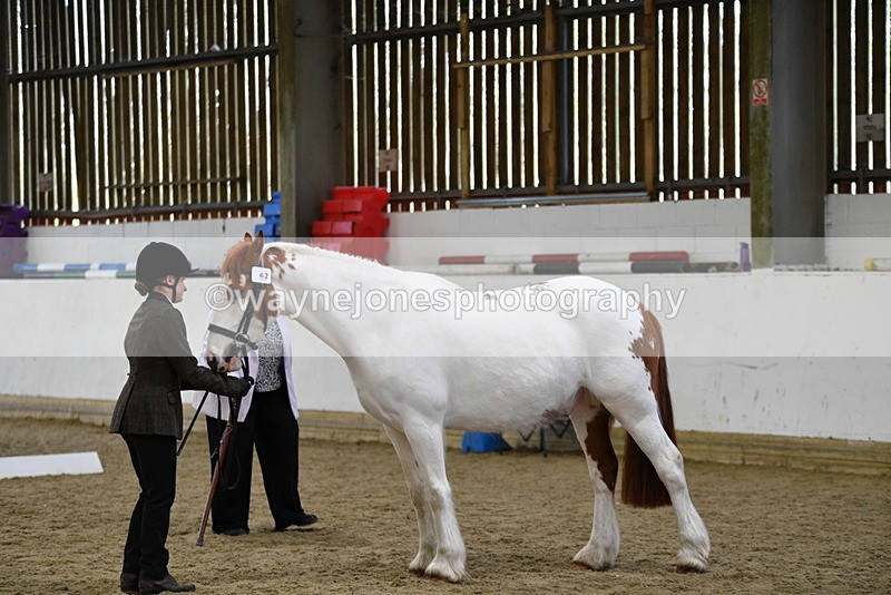 WJ5_5052 - Class 7 In hand coloured / odd coloured