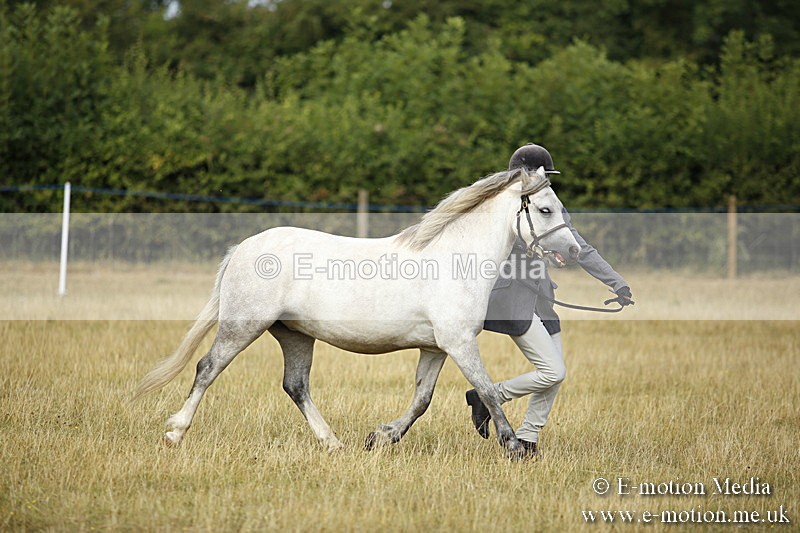 _C7A9211 - BVRC Sow 2018 Ring 2