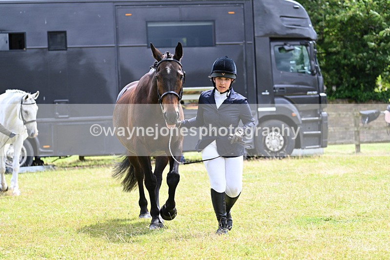 WJ7_6912 - Class 5a Most Handsome Gelding in Hand
