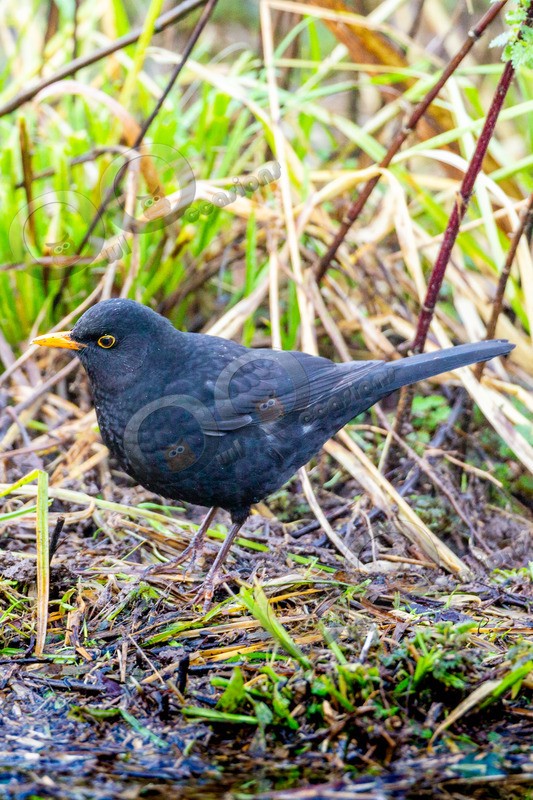 Blackbird Turdus merula-1181 - UK birds