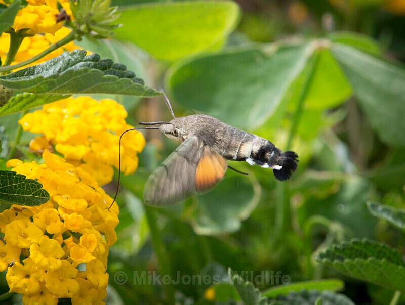 471A3576, Hummingbird Hawk moth - BUTTERFLIES