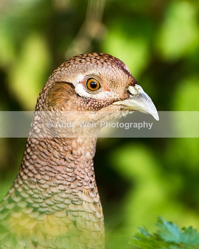 20121110-_MG_1261 - Gamebirds