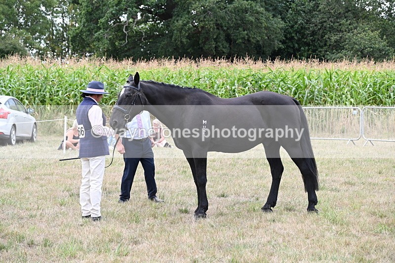 WJ6_6106 - Class 19 In-hand Veterans (Uploaded correct folder)