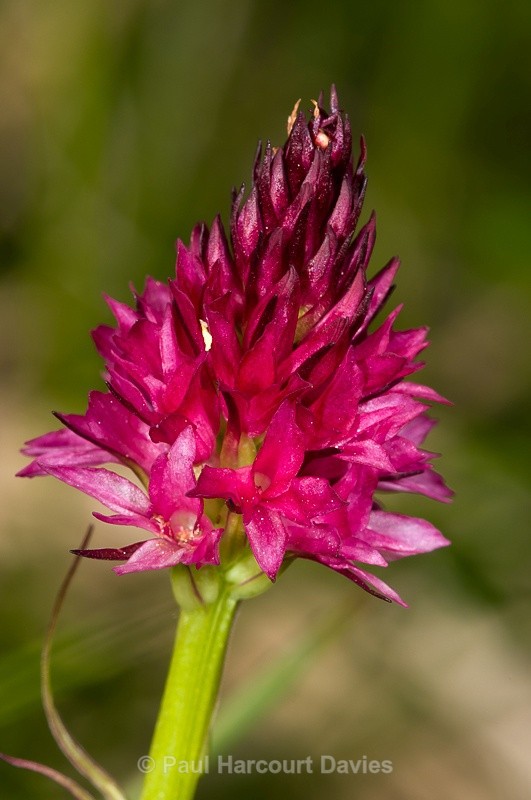  - Orchids - Various