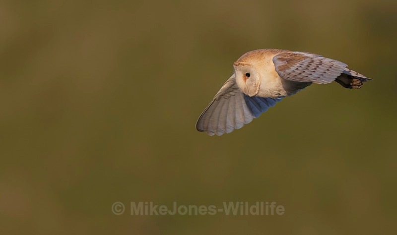 BARN OWL11 - BARN OWLS