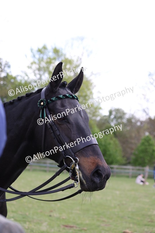 20250427-4097 - Class 34 - Best Riding Horse Over 14.2hh