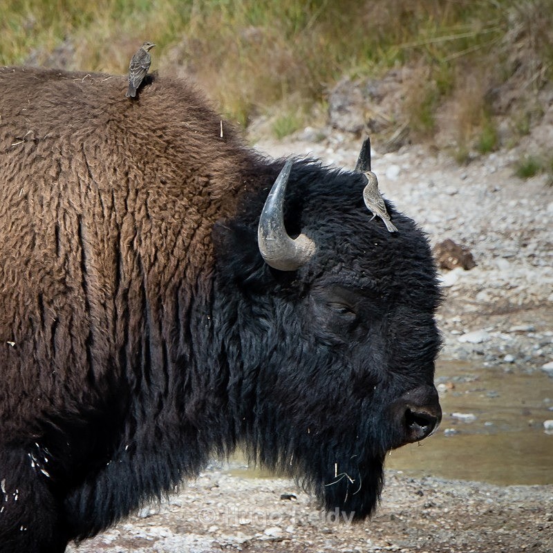  - Yellowstone