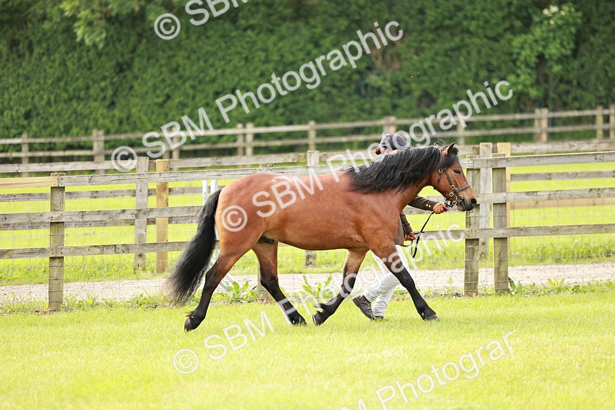 SBM_00432 - Class 14-23 - Mountain & Moorland In Hand Non Welsh