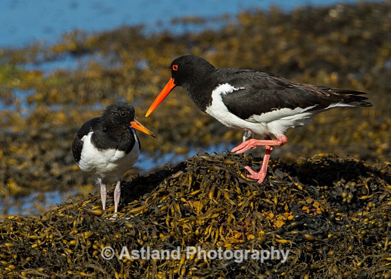 Astland Photography, Bird and Wildlife Images, Susan and Peter Wilson, U.K.