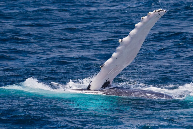 Pectal Wave 3 0A3A3948 - Humpback Whales