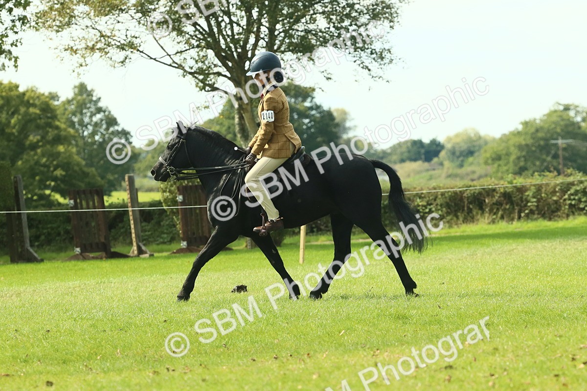 SBM_66507 - S34 - Rehabilitated Rescue Horse & Pony In Hand & Ridden