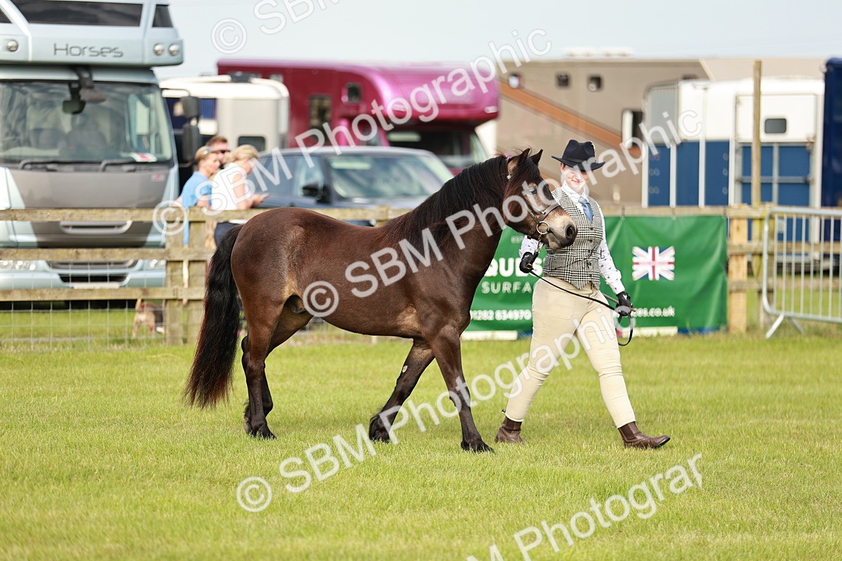 SBM_00382 - Class 14-23 - Mountain & Moorland In Hand Non Welsh